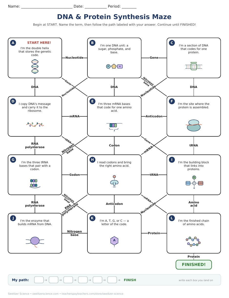 Printable DNA and protein synthesis maze student page