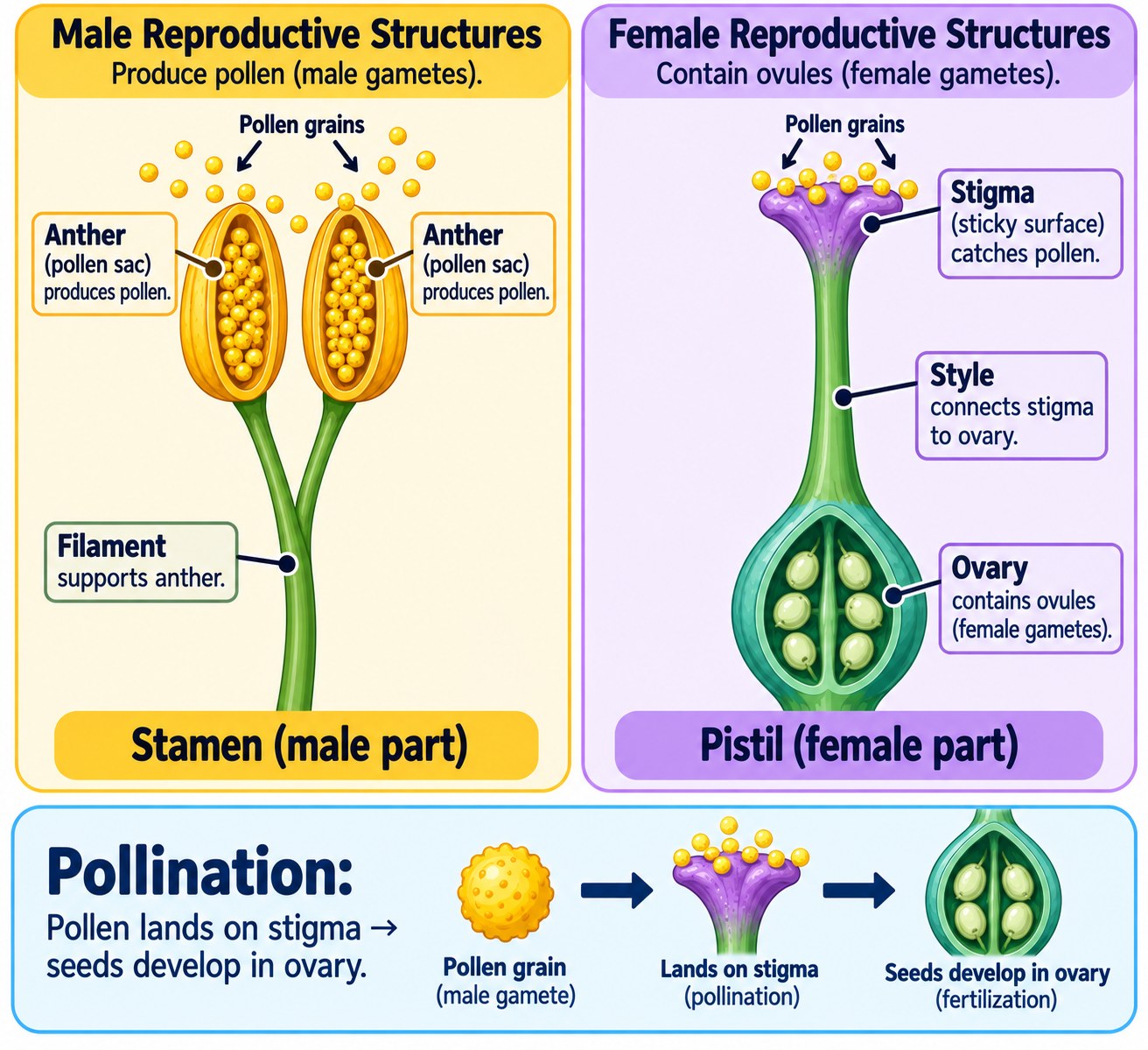 Flower reproductive structures — stamen (anther, filament) and pistil (stigma, style, ovary) with pollination sequence